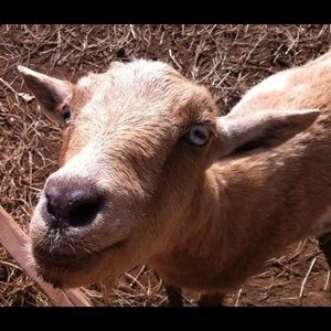 Meet your Posher, Susan